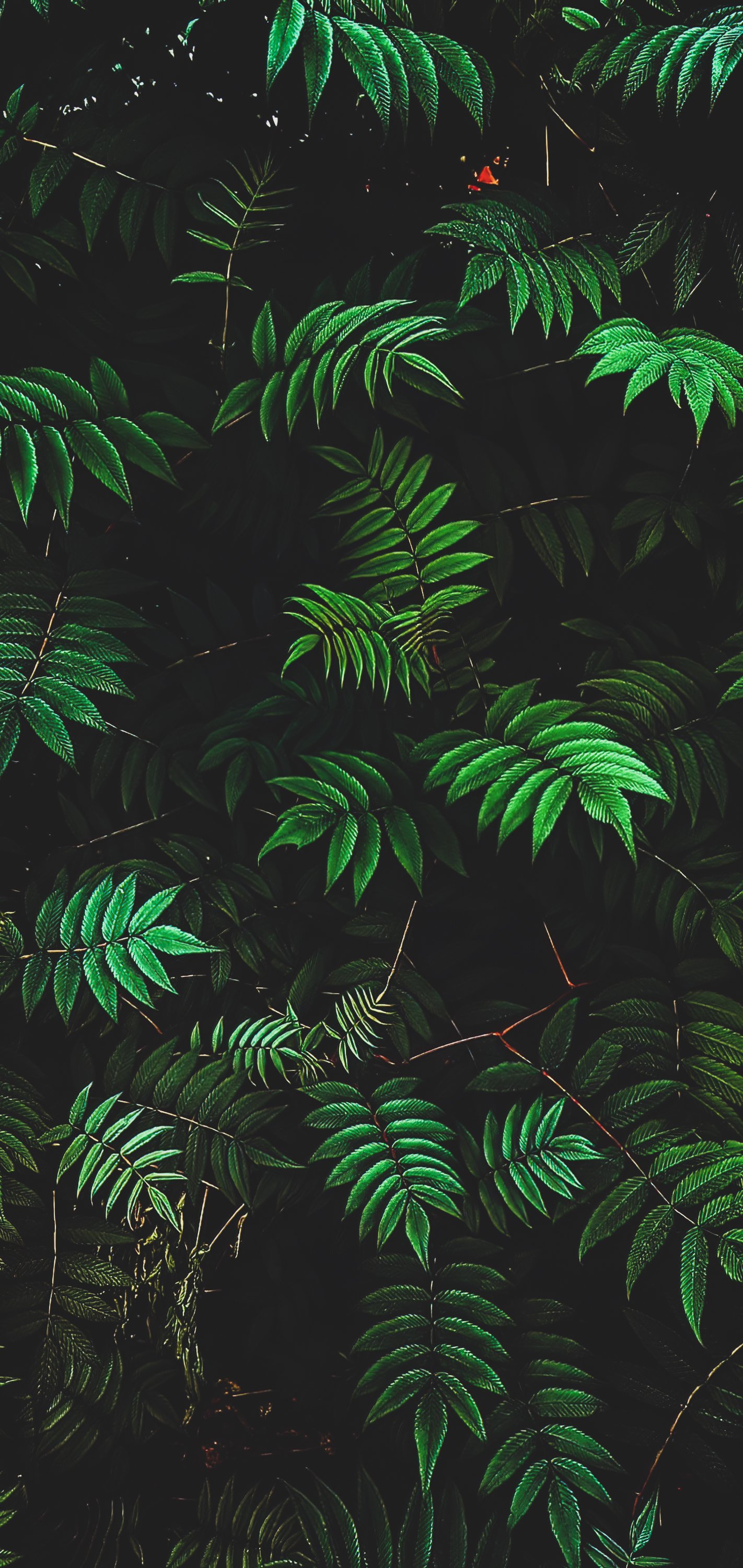 iPhone and Android Wallpapers: Green Leaves Wallpaper for iPhone and  Android | Green leaf wallpaper, Fern wallpaper, Leaf wallpaper