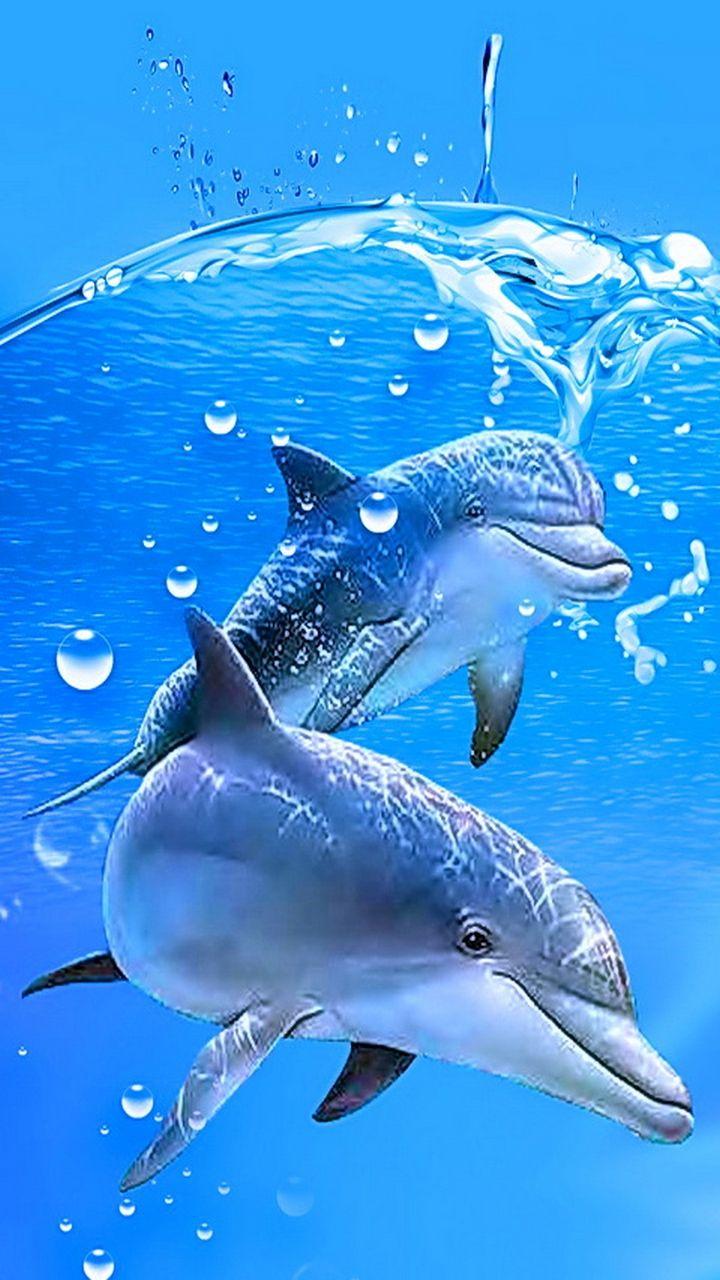 Dolphin Samsung