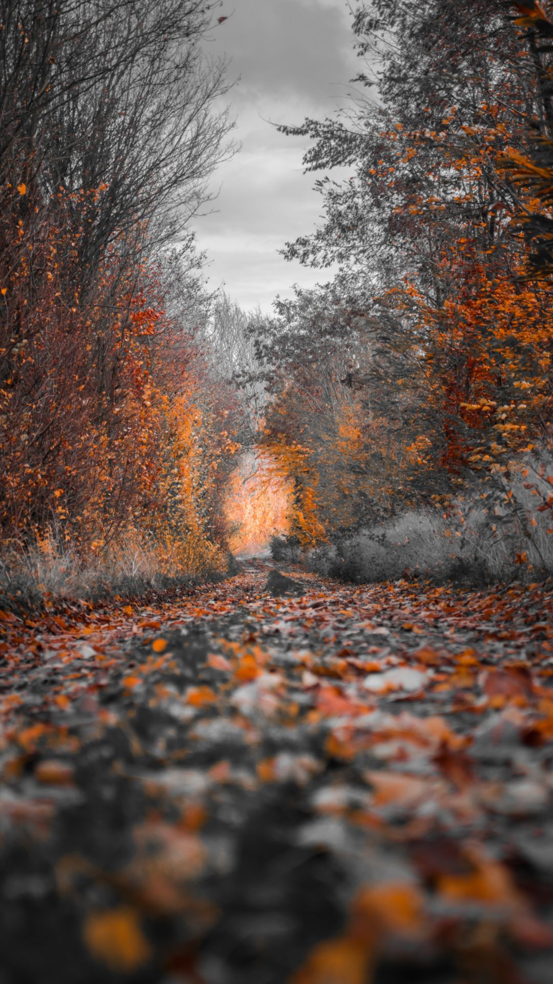 Autumn Gravel Road