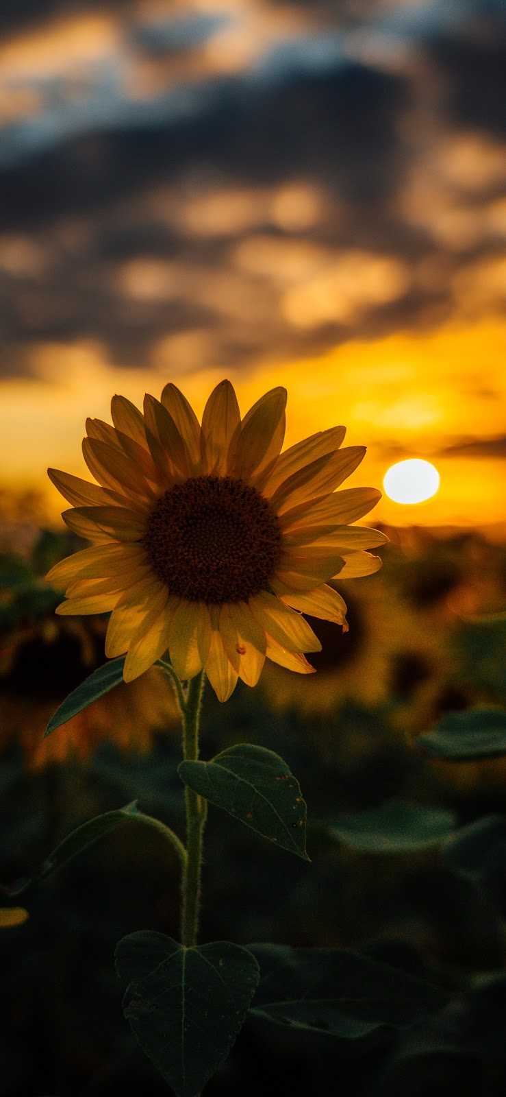 Sunflower With Sun Background