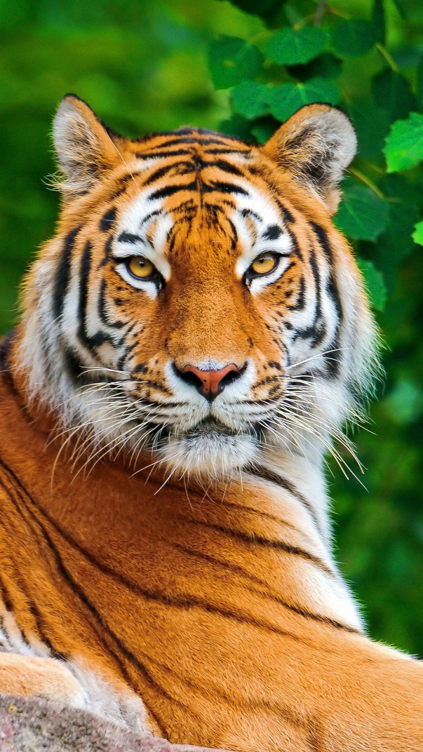 Tiger iPhone Wallpaper  Tiger wallpaper iphone, Iphone 5s wallpaper,  Iphone wallpaper