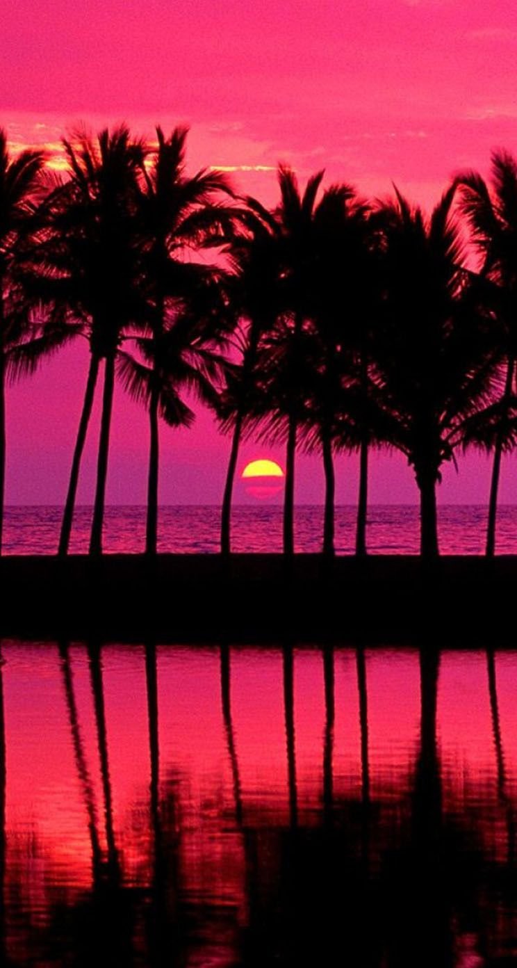 Sunset Palm Trees Silhouette Minimalist Art 4K Wallpaper iPhone HD Phone  6971k