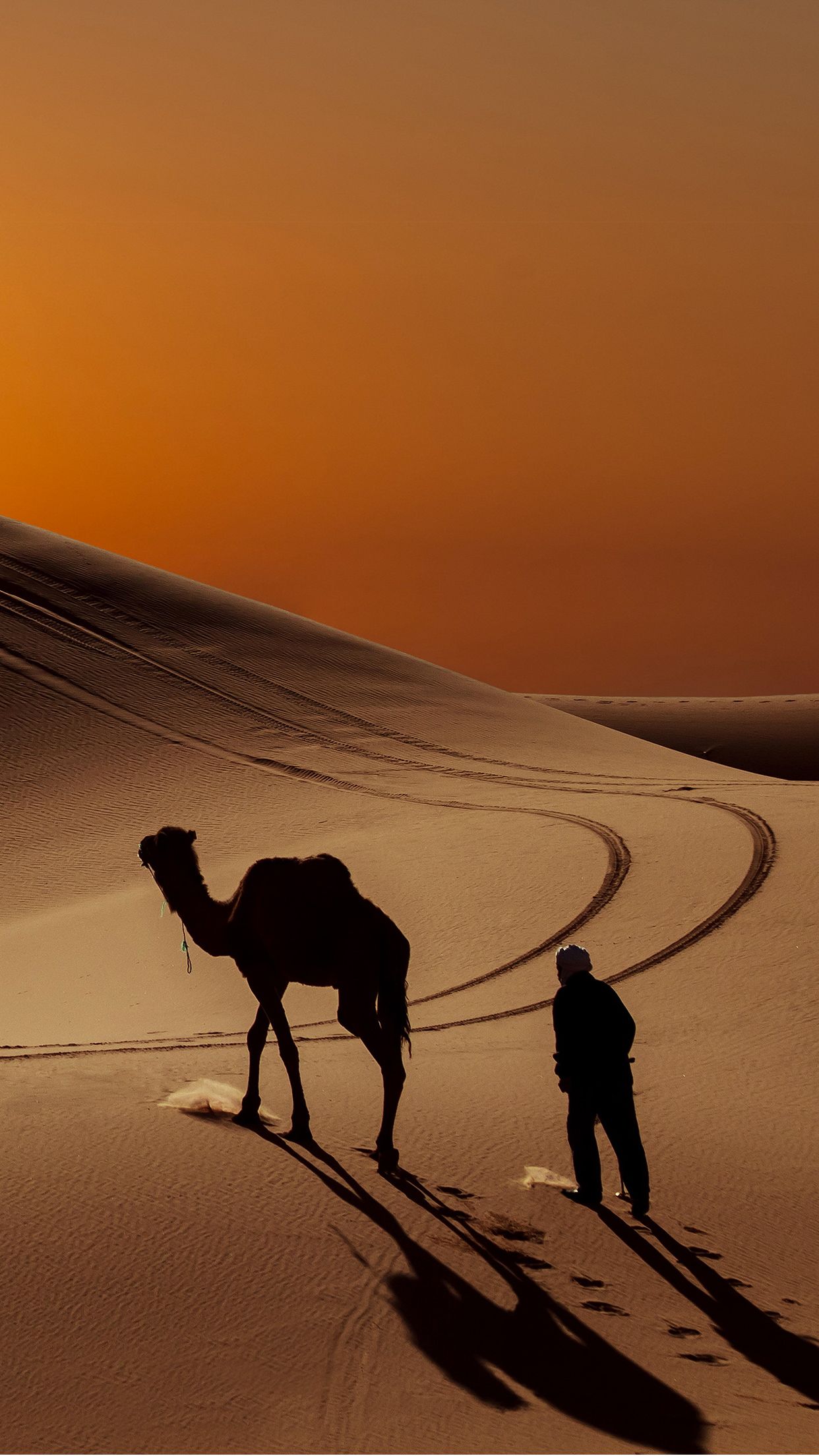 A couple of camels that are standing in the dirt photo – Free Camel Image  on Unsplash