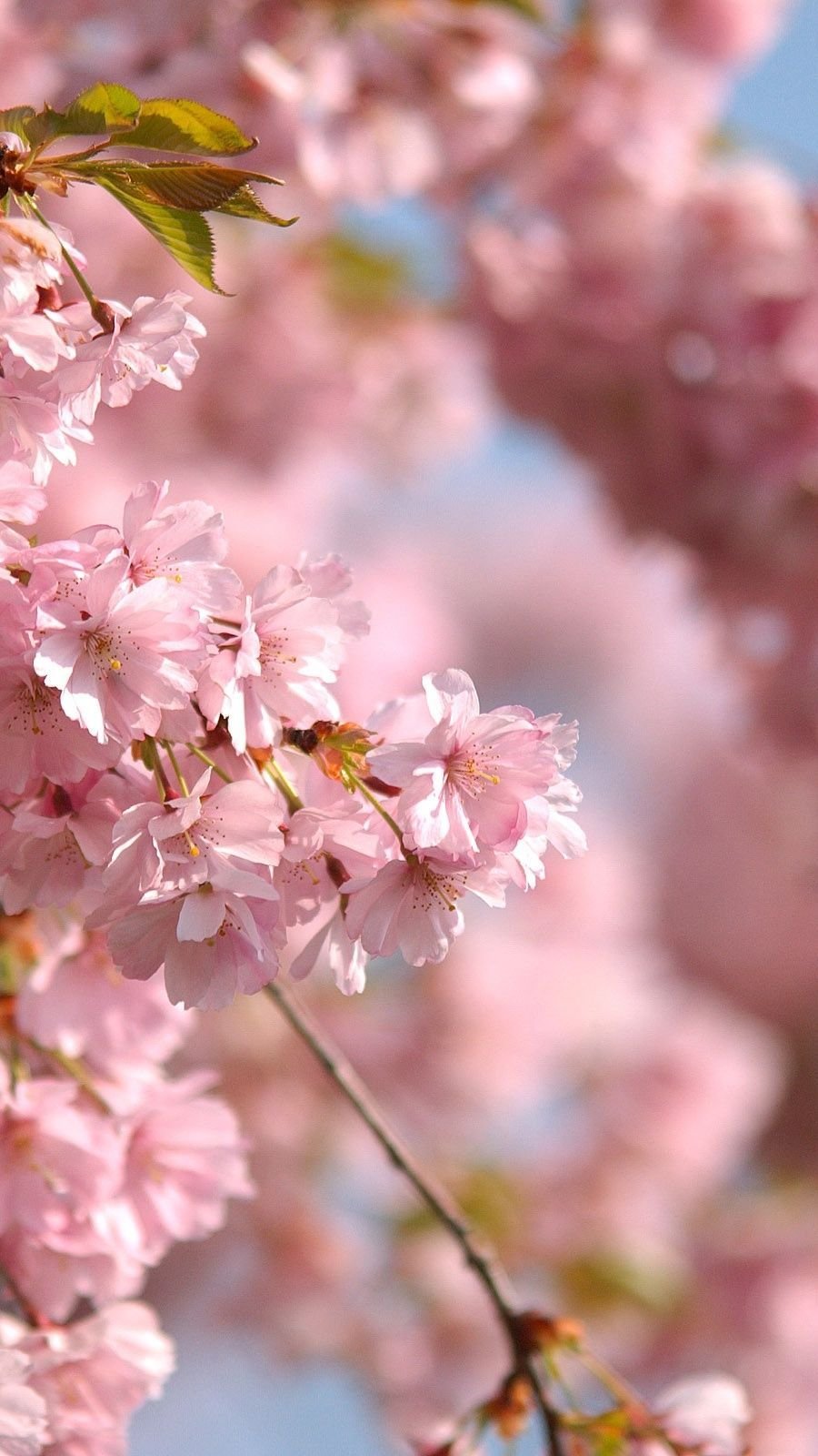 3840x2400 Cherry Tree Anime 4k HD 4k Wallpapers, Images, Backgrounds,  Photos and Pictures