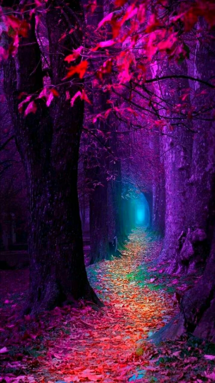 Purple Woods Magic