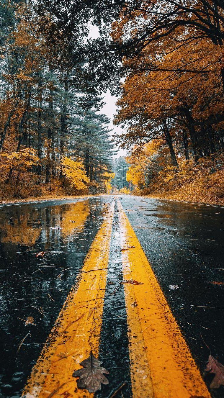 Autumn Wet Road