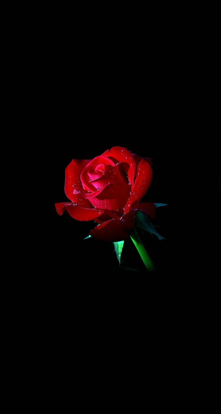 Dark Bg Aesthetic Rose Wallpapers Download Mobcup 