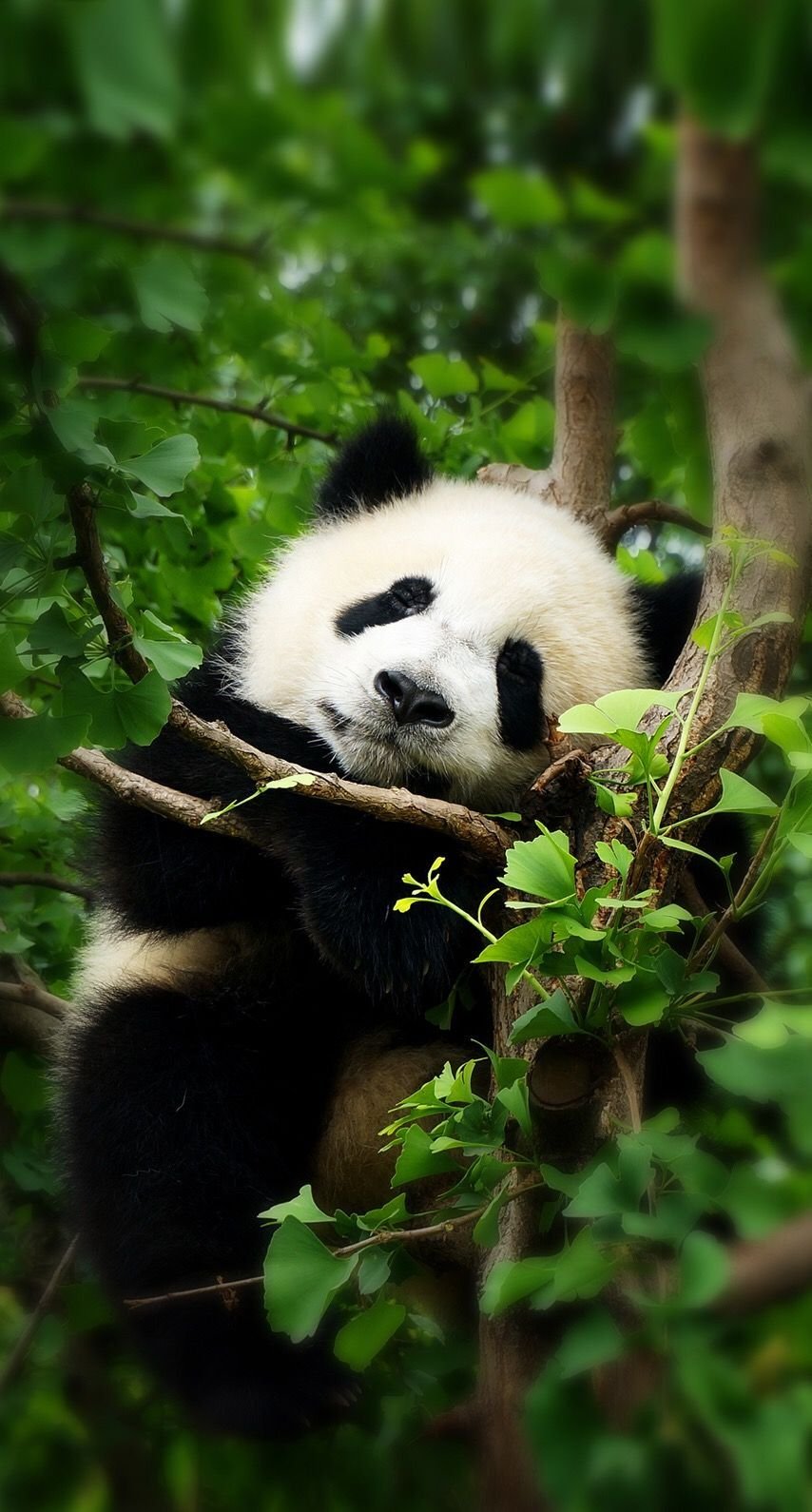 panda bear cubs wallpaper
