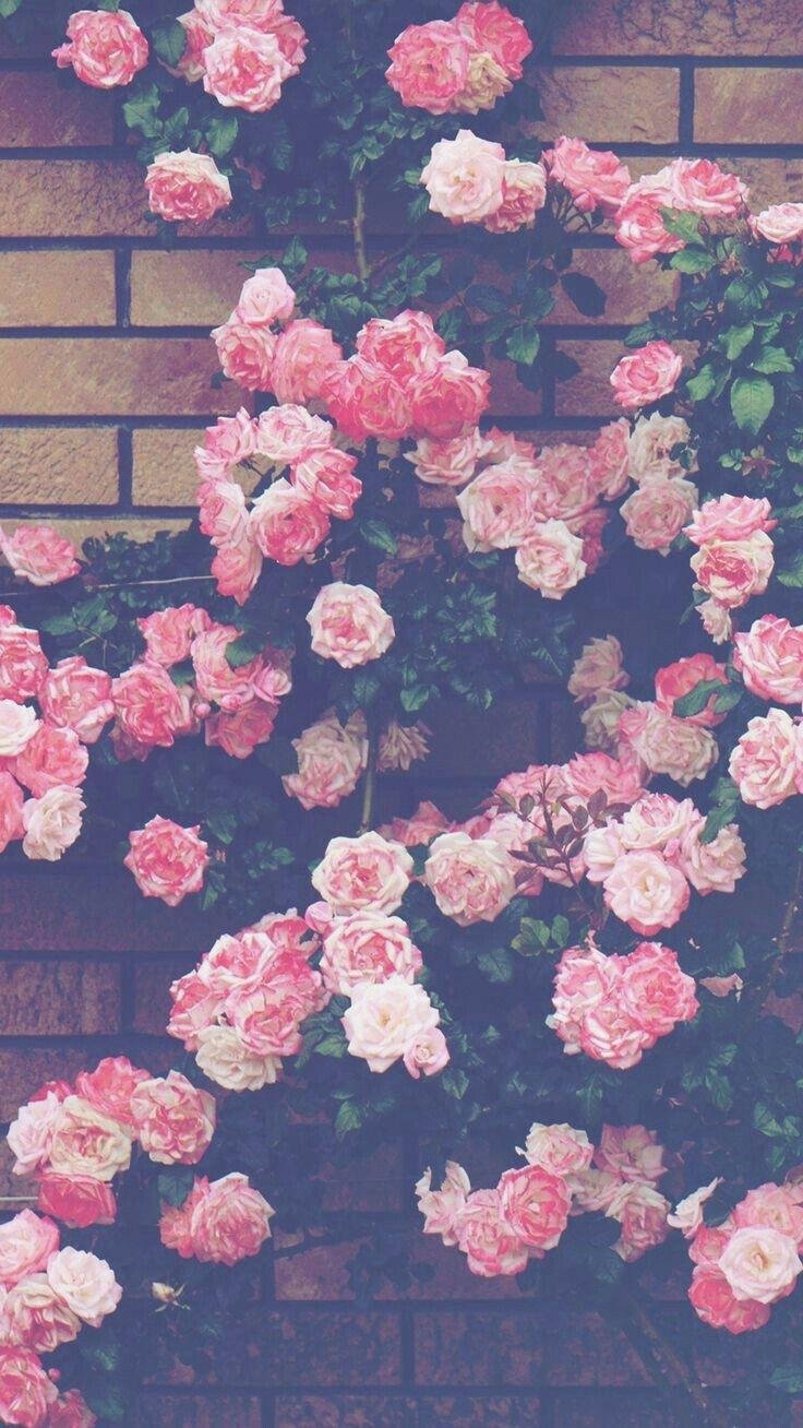 Pink roses - Idea Wallpapers , iPhone Wallpapers,Color Schemes