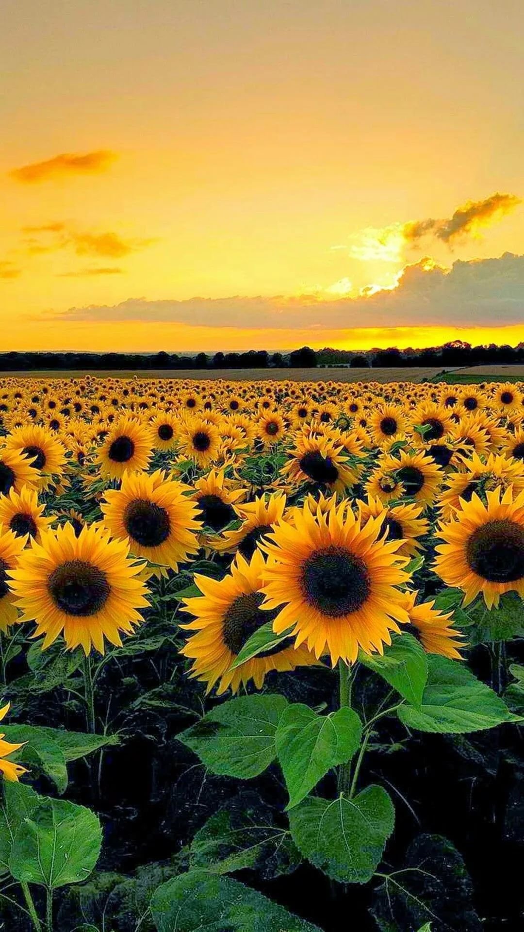 64 Cute Aesthetic Sunflower Iphone Wallpapers  Restore Decor  More