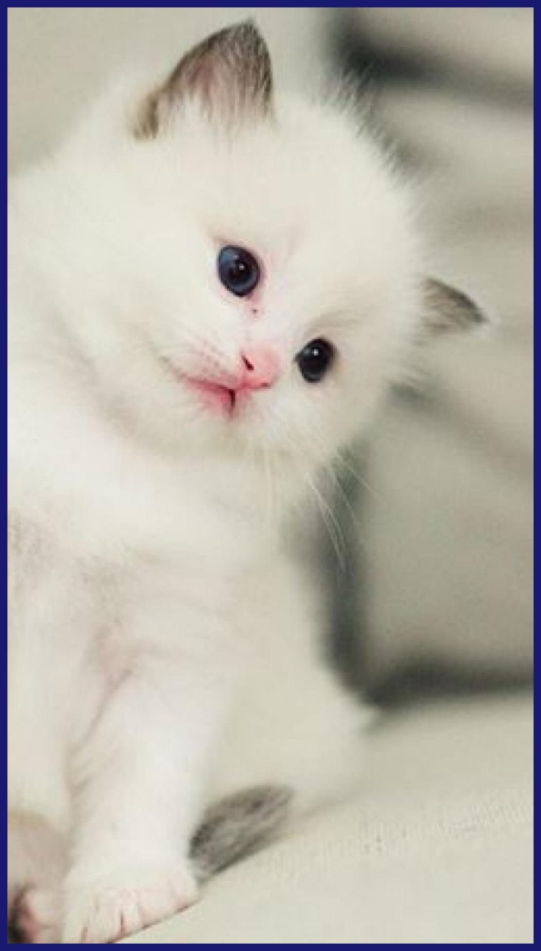 Cute White Cat Kitten