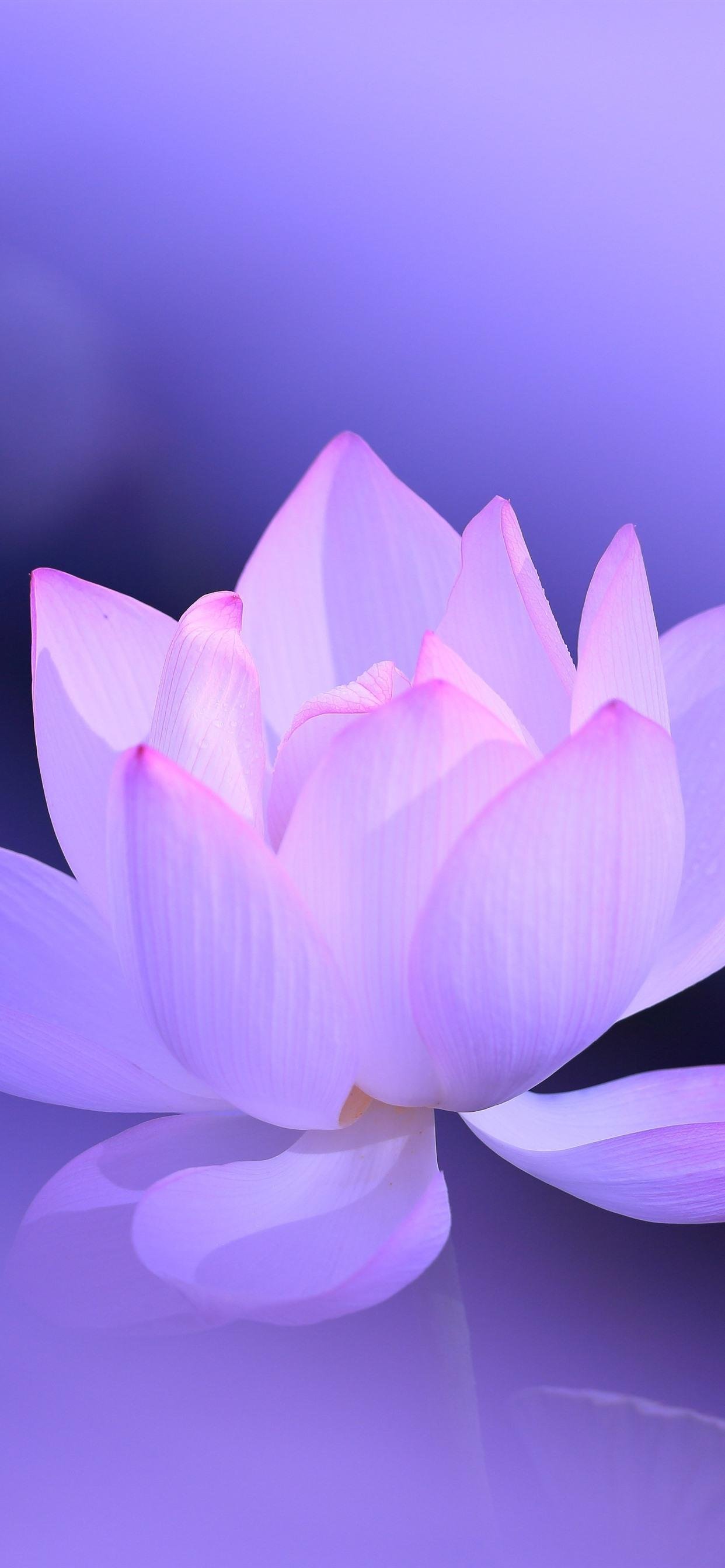 Download Budding Lotus Flower Wallpaper | Wallpapers.com