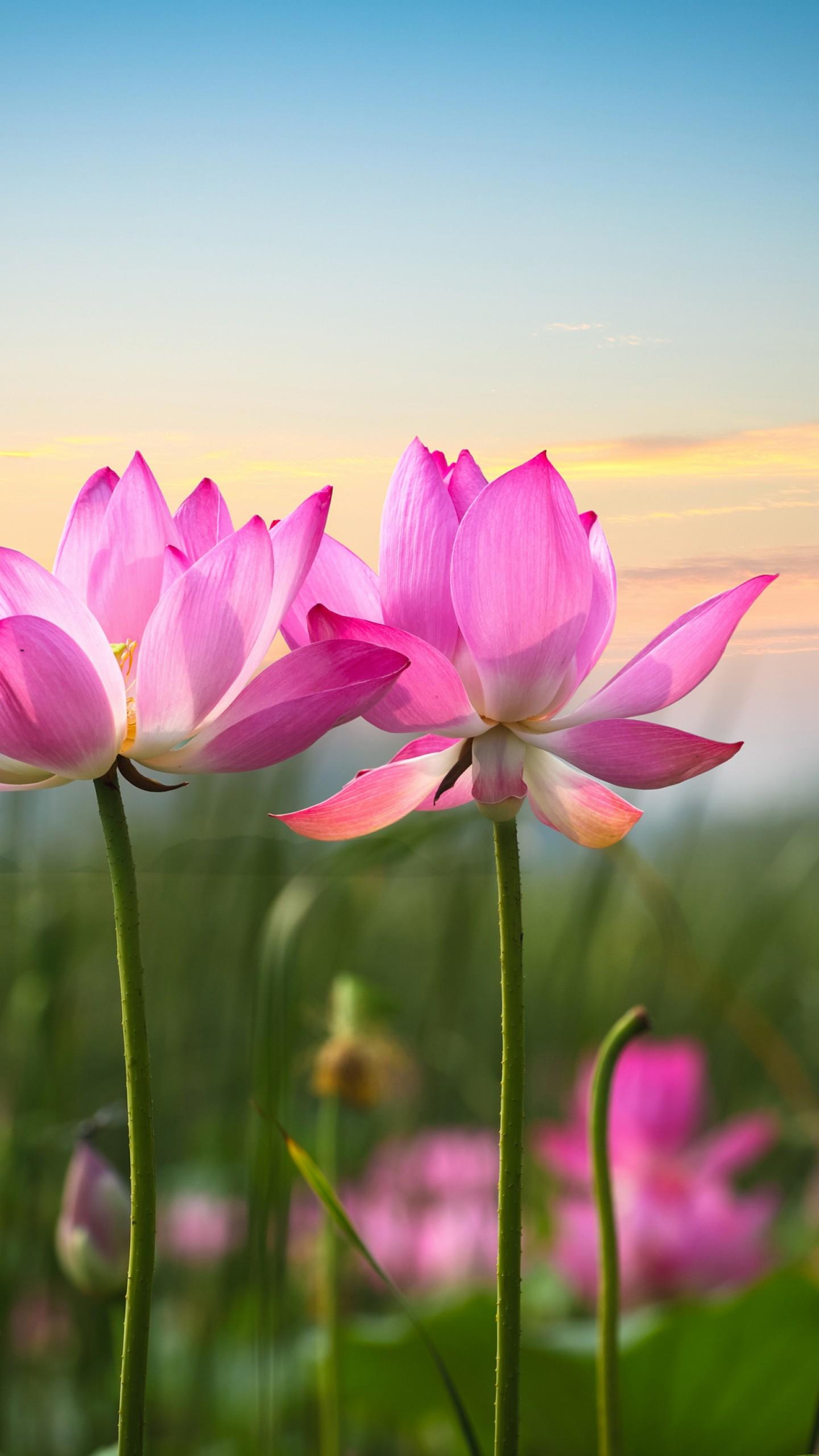 Pink Lotus Flowers