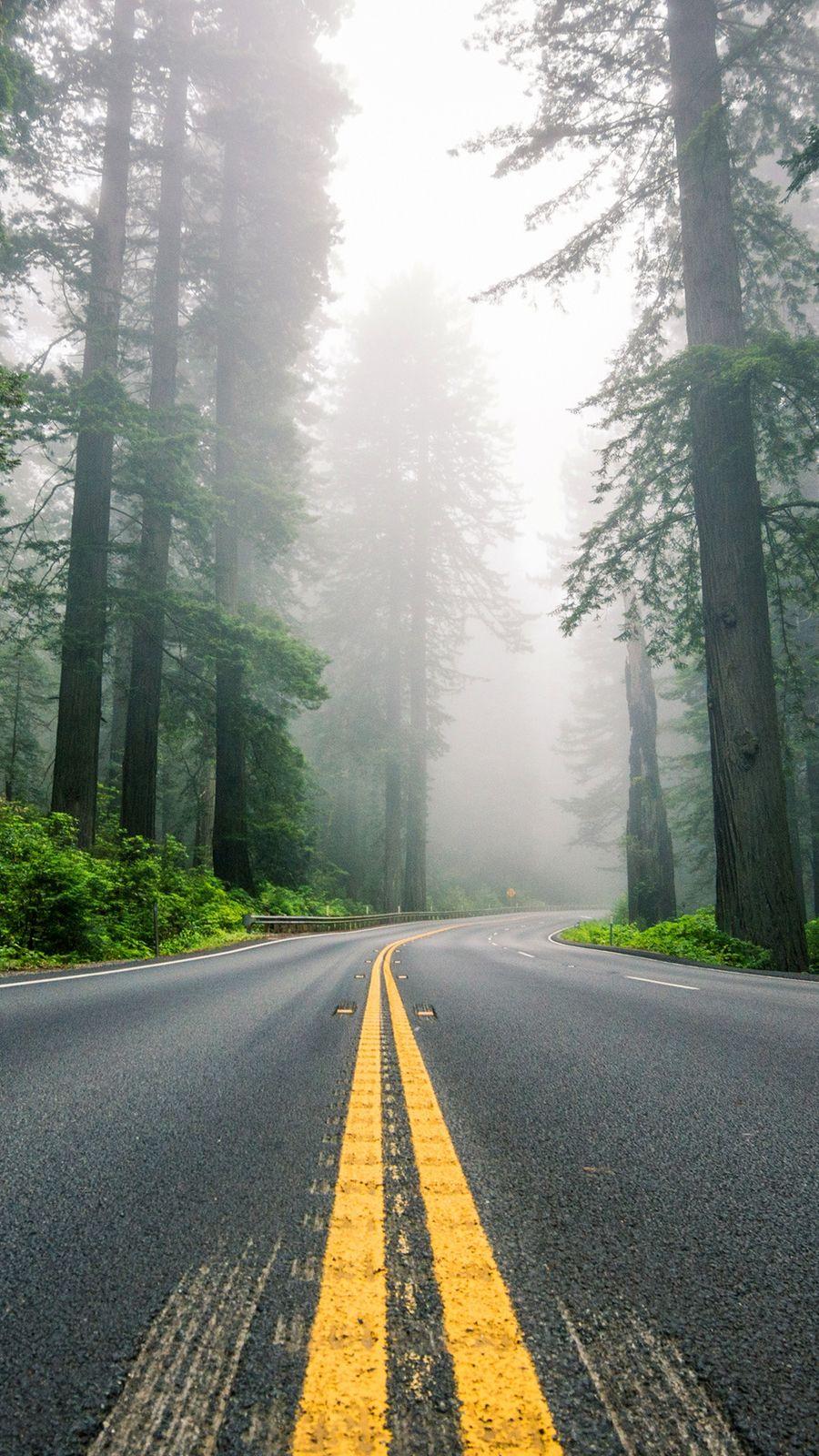 Foggy Forest Road