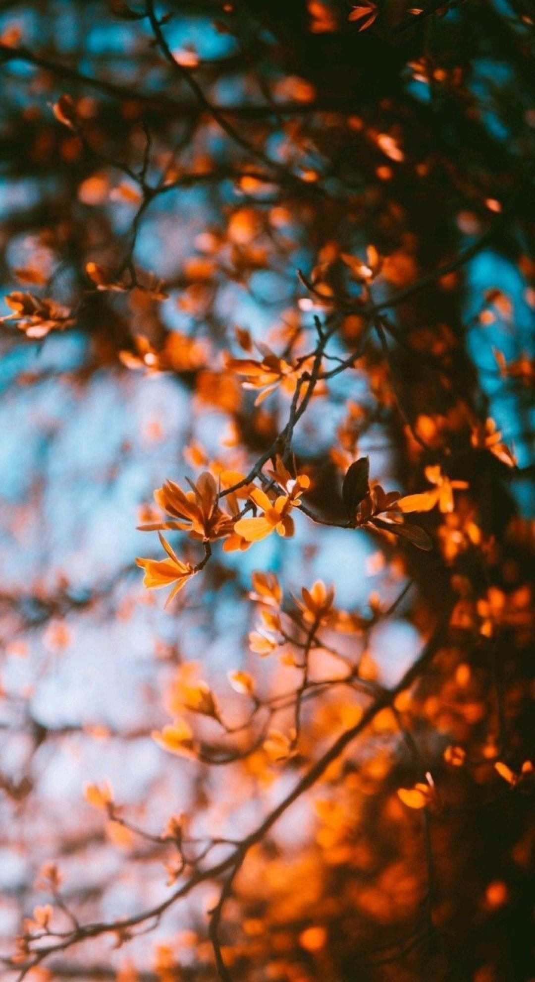 Autumn backgrounds aesthetic Wallpapers Download | MobCup