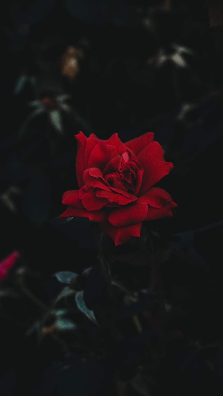 Free: Aesthetic roses mobile wallpaper, flower | Free Photo - rawpixel -  nohat.cc