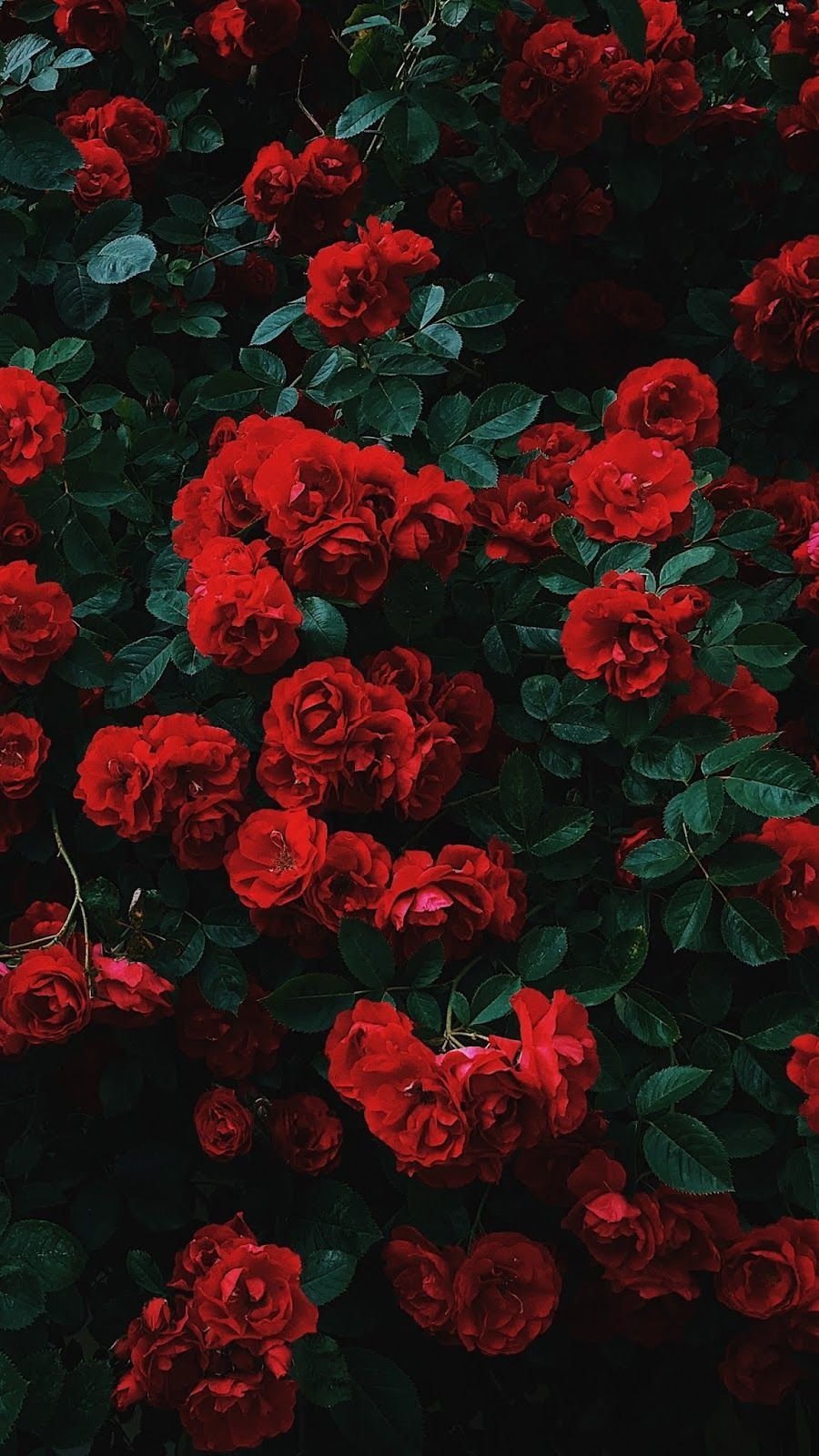 Roses aesthetic Wallpapers Download | MobCup
