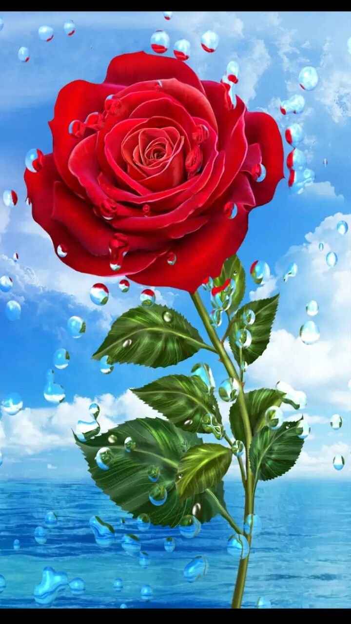 rose flower wallpaper