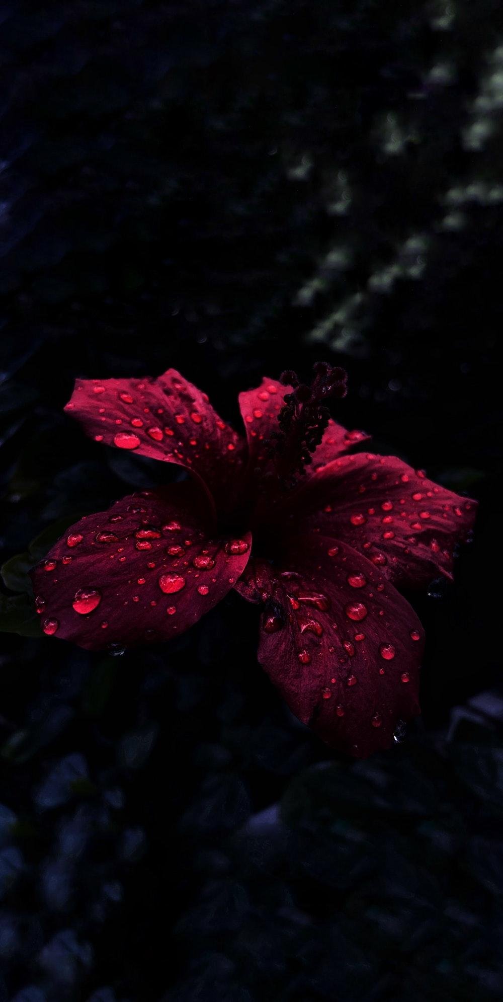 Aesthetic Hibiscus Flower Wallpapers Download Mobcup