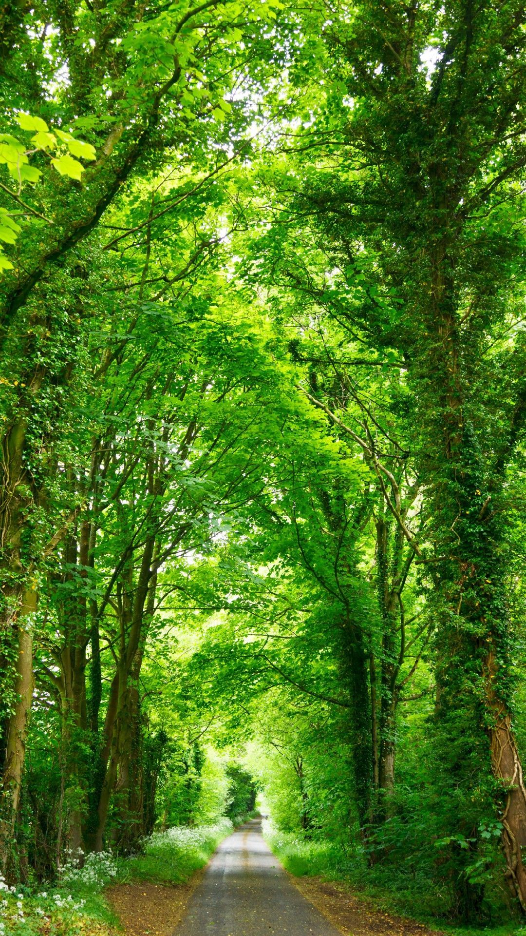 Greenery Photos Download The BEST Free Greenery Stock Photos  HD Images