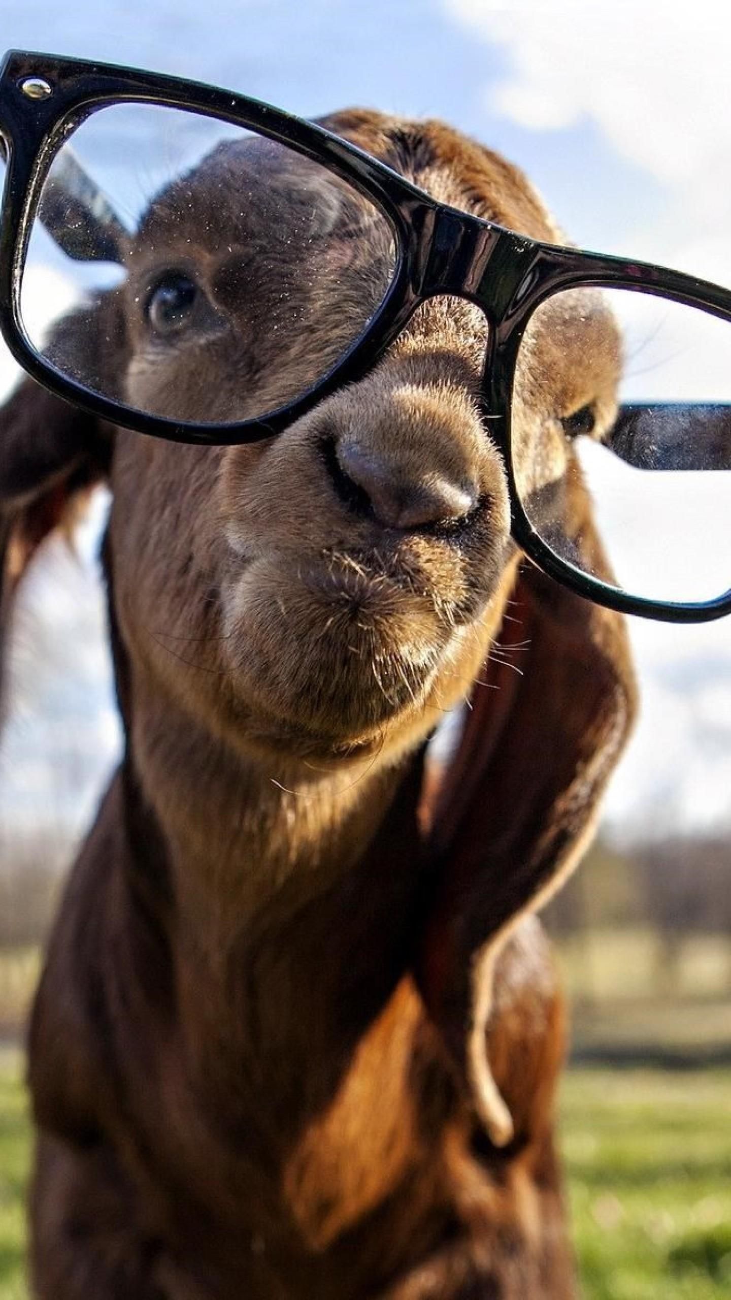 Goat With Glasses Wallpaper Download | MobCup