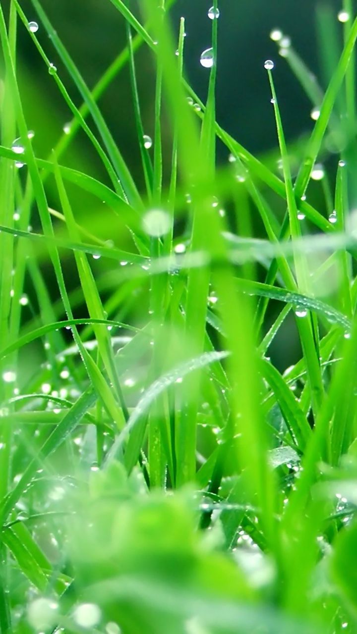 Green Dew Grass Wallpaper Download | MobCup