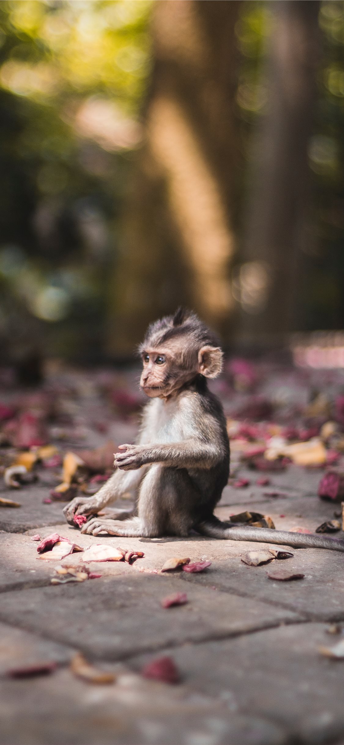 Best 500 Monkey Pictures HD  Download Free Images  Stock Photos on  Unsplash