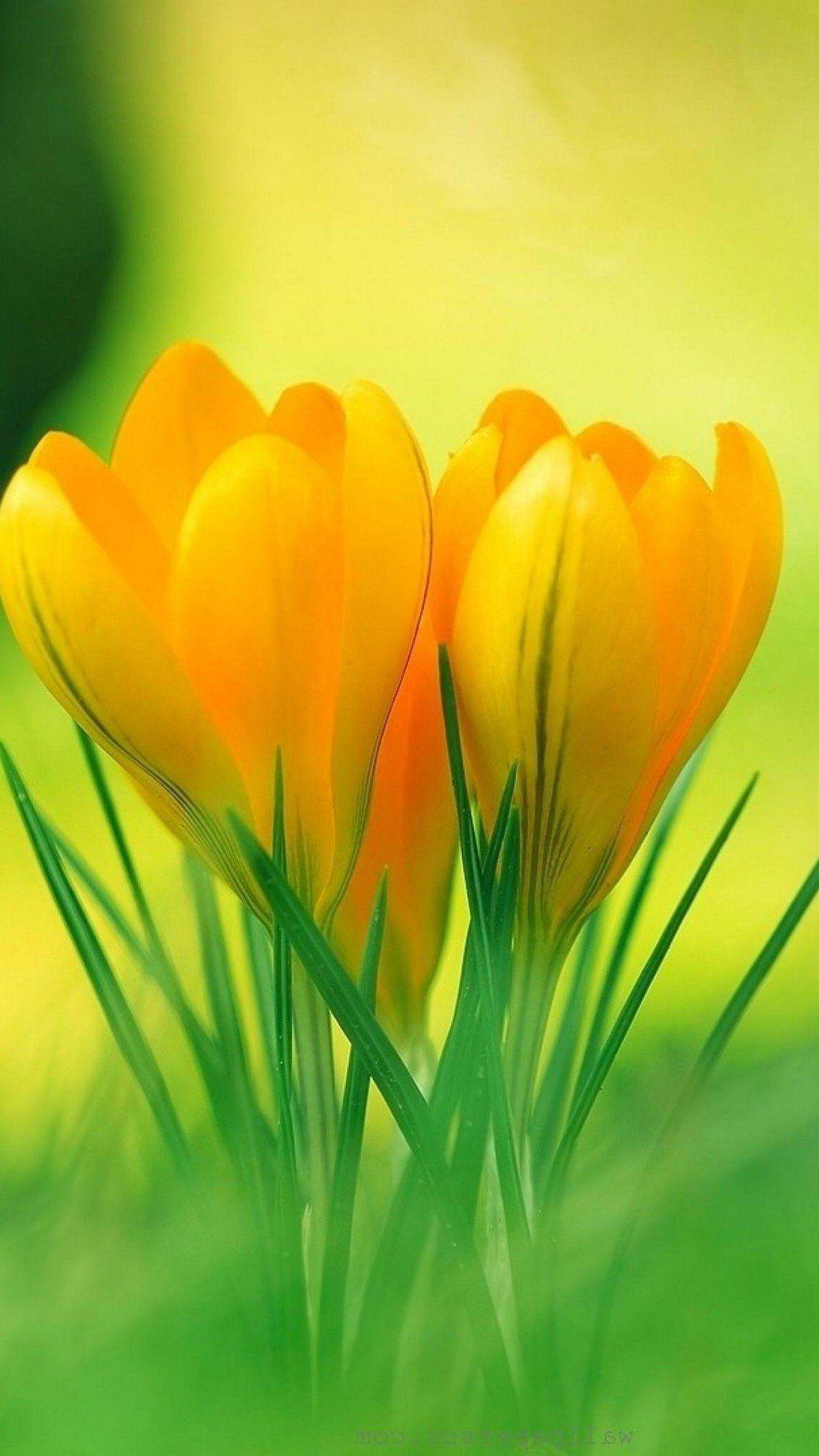 Spring pastel flower Wallpapers Download | MobCup