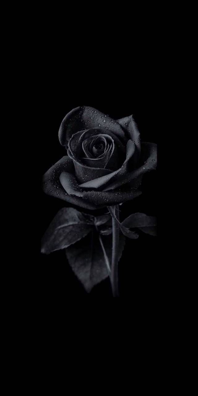 Aesthetic Black Rose Wallpaper  Black Wallpaper HD