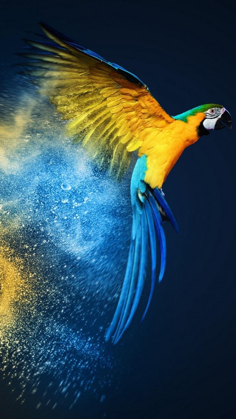 Blue and yellow Macaw