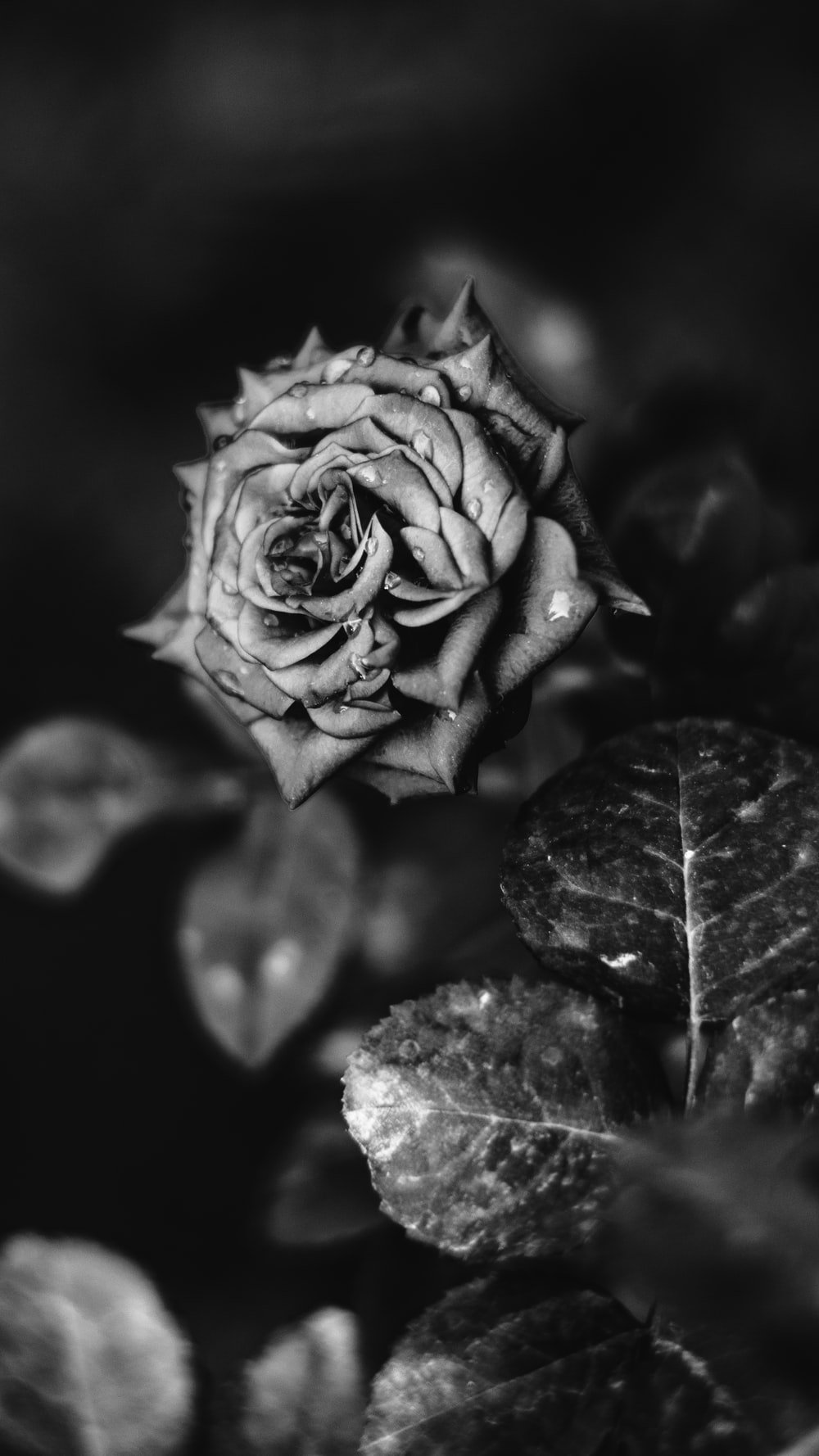 Black Rose wallpaper by milli999  Download on ZEDGE  55ae