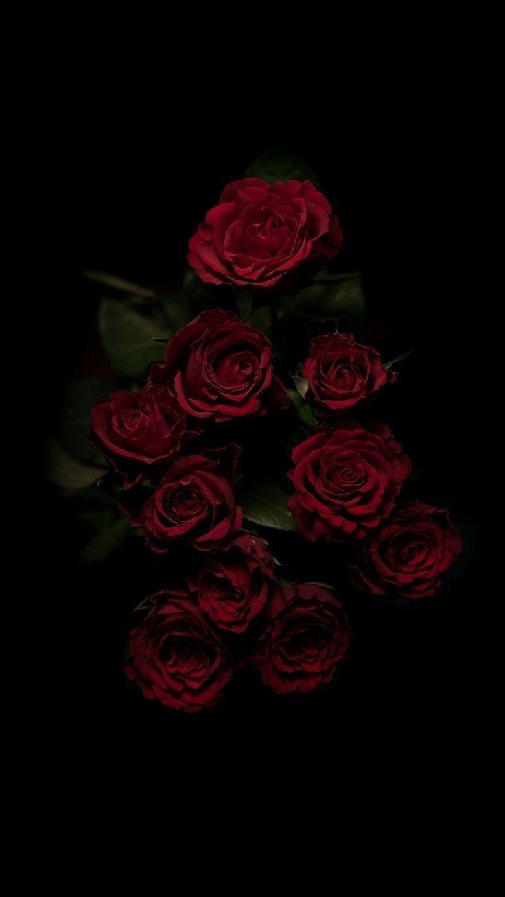 Red Rose Flowers in Close Up Photography  Free Stock Photo