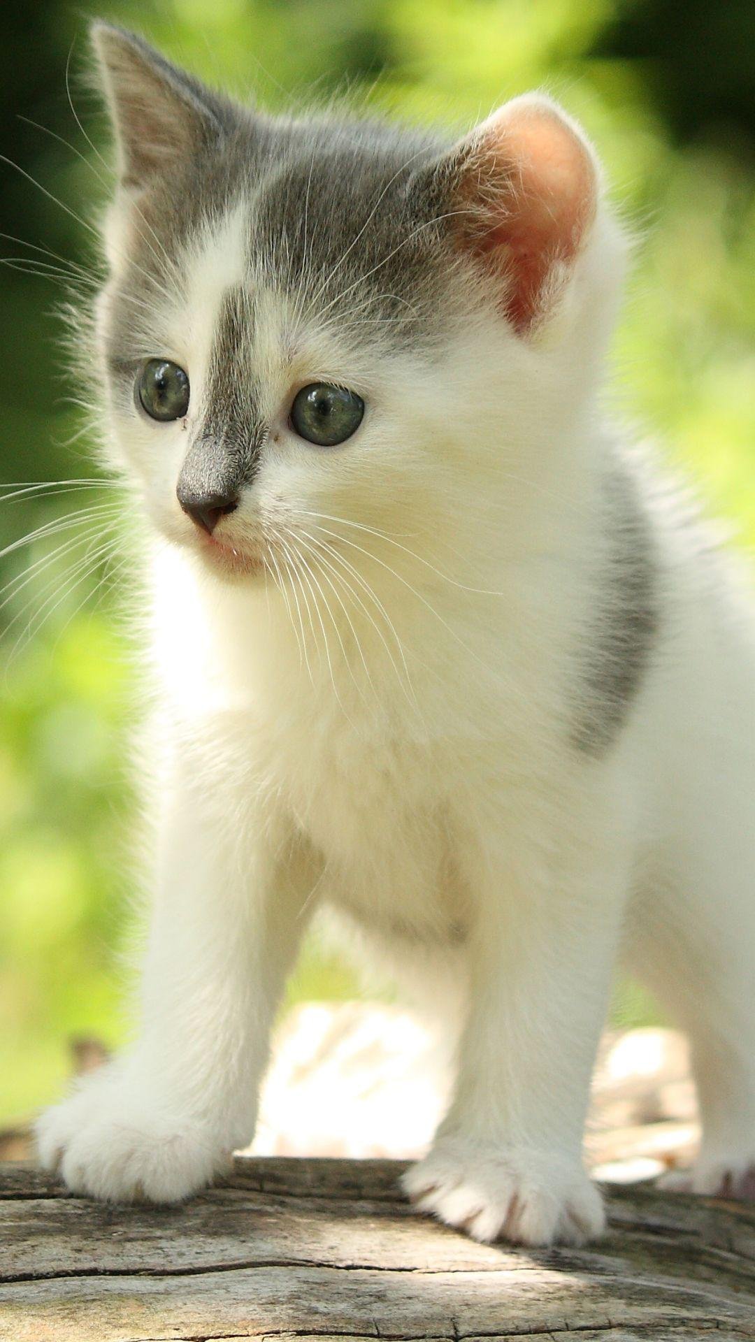 Cute Kitten - Cat