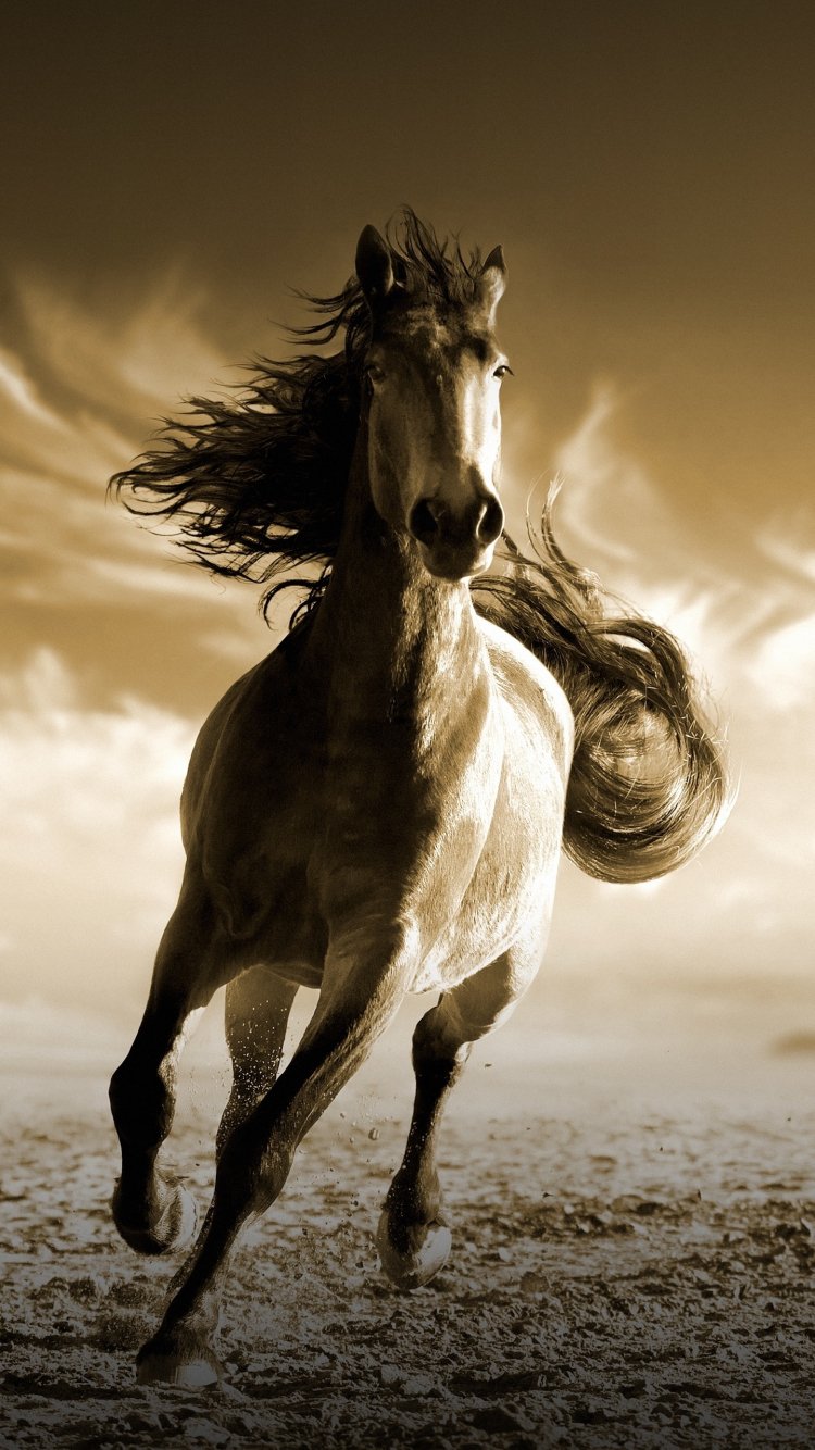 44 7 White Horse Wallpaper Images, Stock Photos & Vectors | Shutterstock