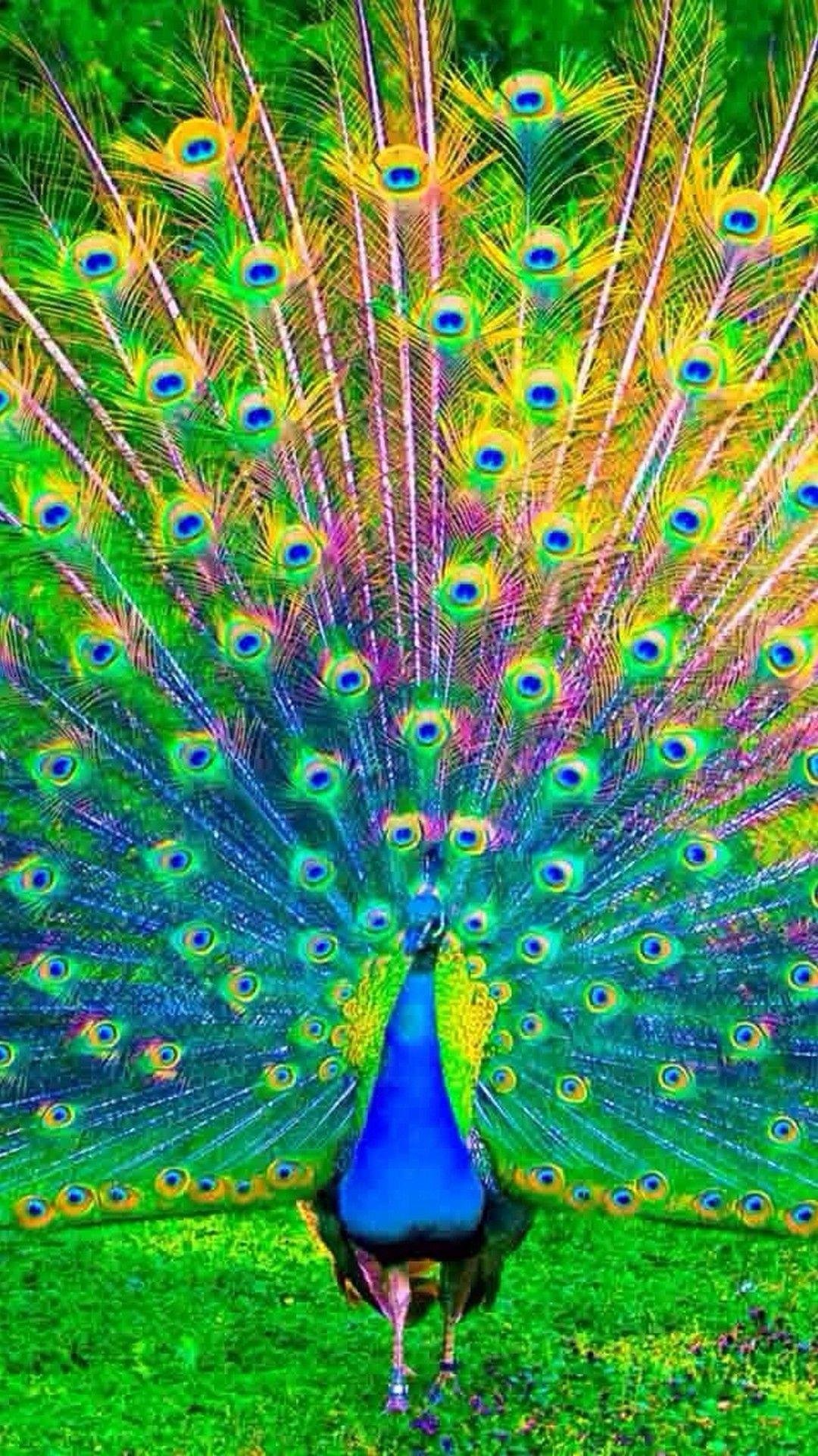 DIGITAL PAINTING WALL HD WALLPAPER ART PAPER PEACOCK BIRD PAINTING ON 24X36  Photographic Paper - Art & Paintings posters in India - Buy art, film,  design, movie, music, nature and educational paintings/wallpapers