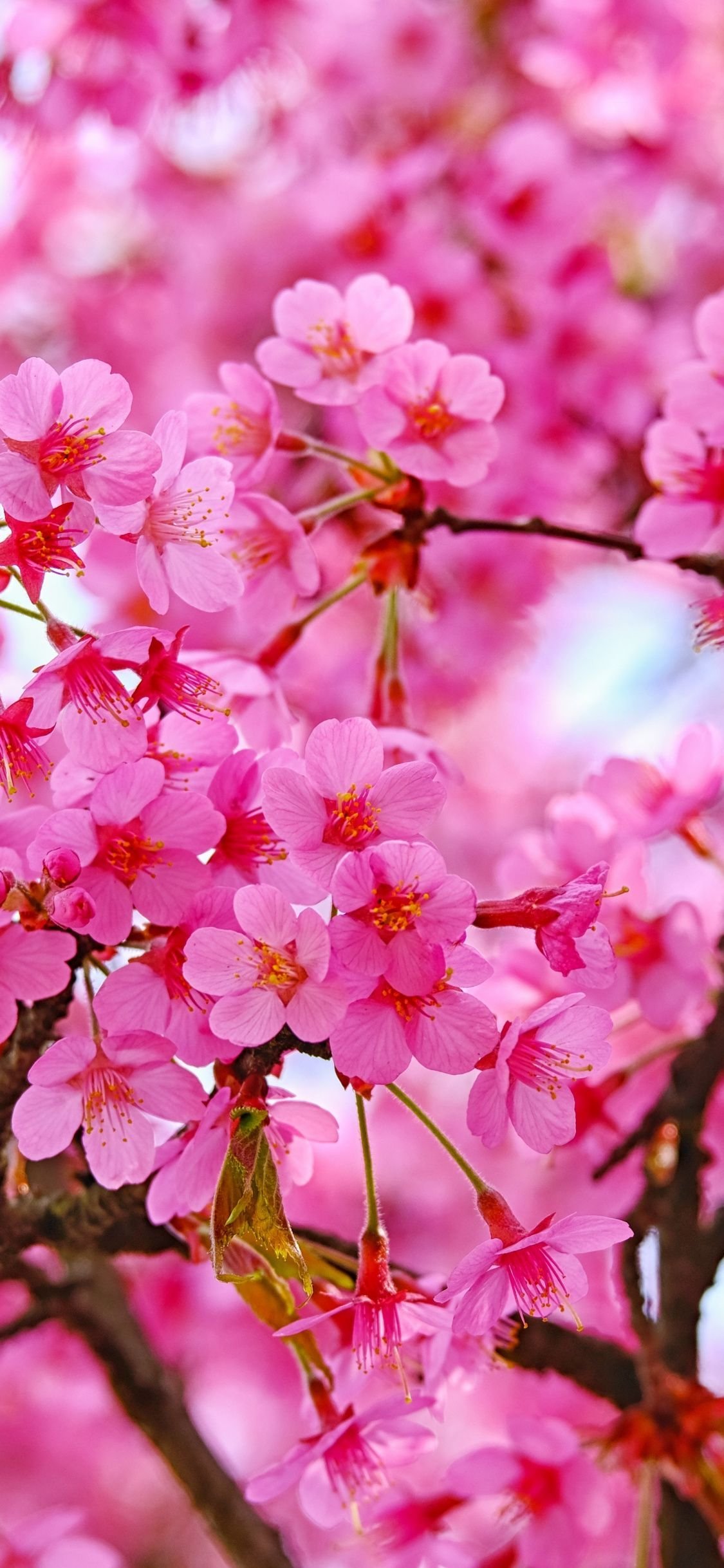 Page 3  Cherry Blossom Wallpaper Images  Free Download on Freepik