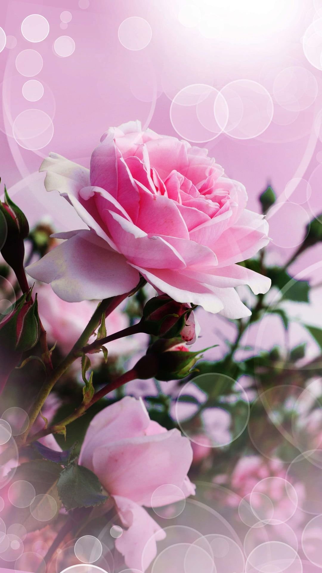 pink roses wallpaper for iphone
