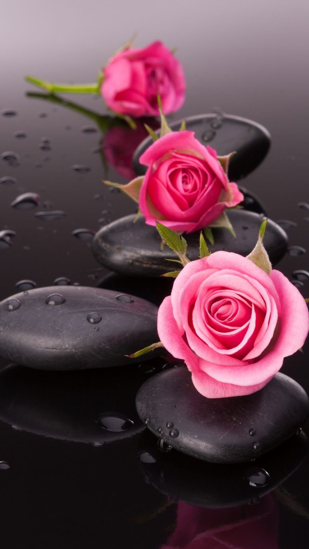 Pink Roses Photos, Download The BEST Free Pink Roses Stock Photos & HD  Images