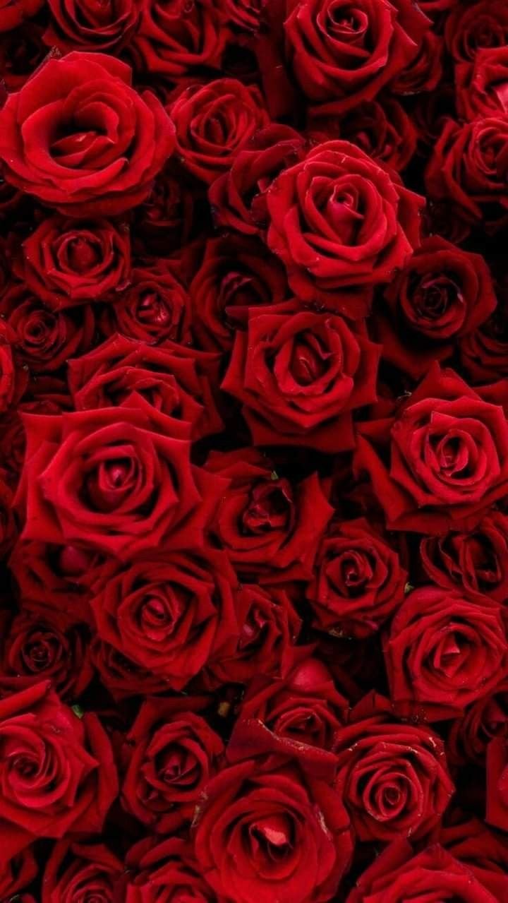 Aesthetic Red Roses Wallpaper Download | MobCup