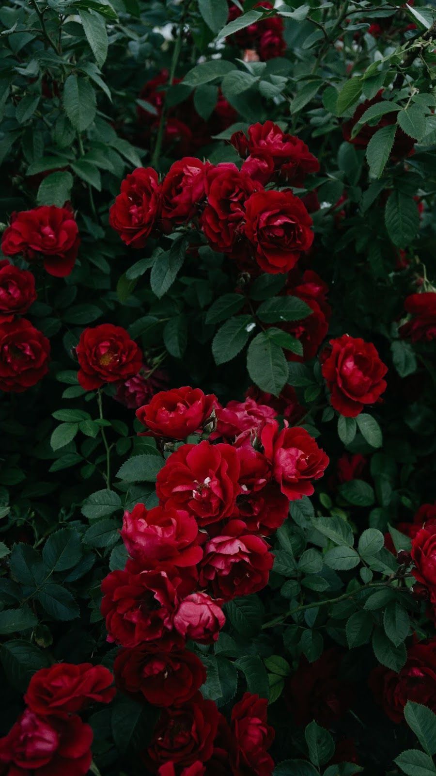 Red Rose Aesthetic Wallpaper Download Mobcup