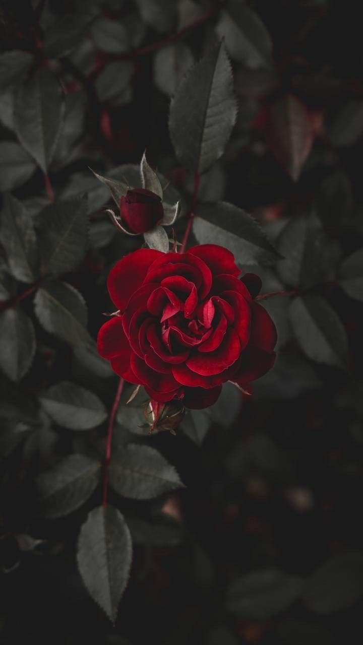 Premium AI Image | And videos about pink, aesthetic and flowers on we heart  it - the app to get lost in what you love. aesthetic backgrounds, aesthetic  iphone wallpaper, aesthetic iphone