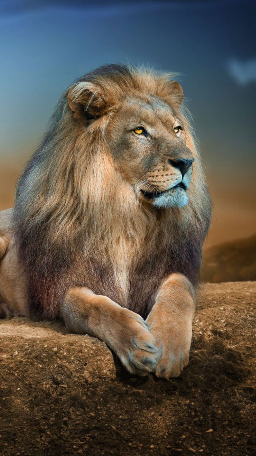 Lion Wallpapers and Backgrounds apps 4k:Amazon.co.uk:Appstore for Android