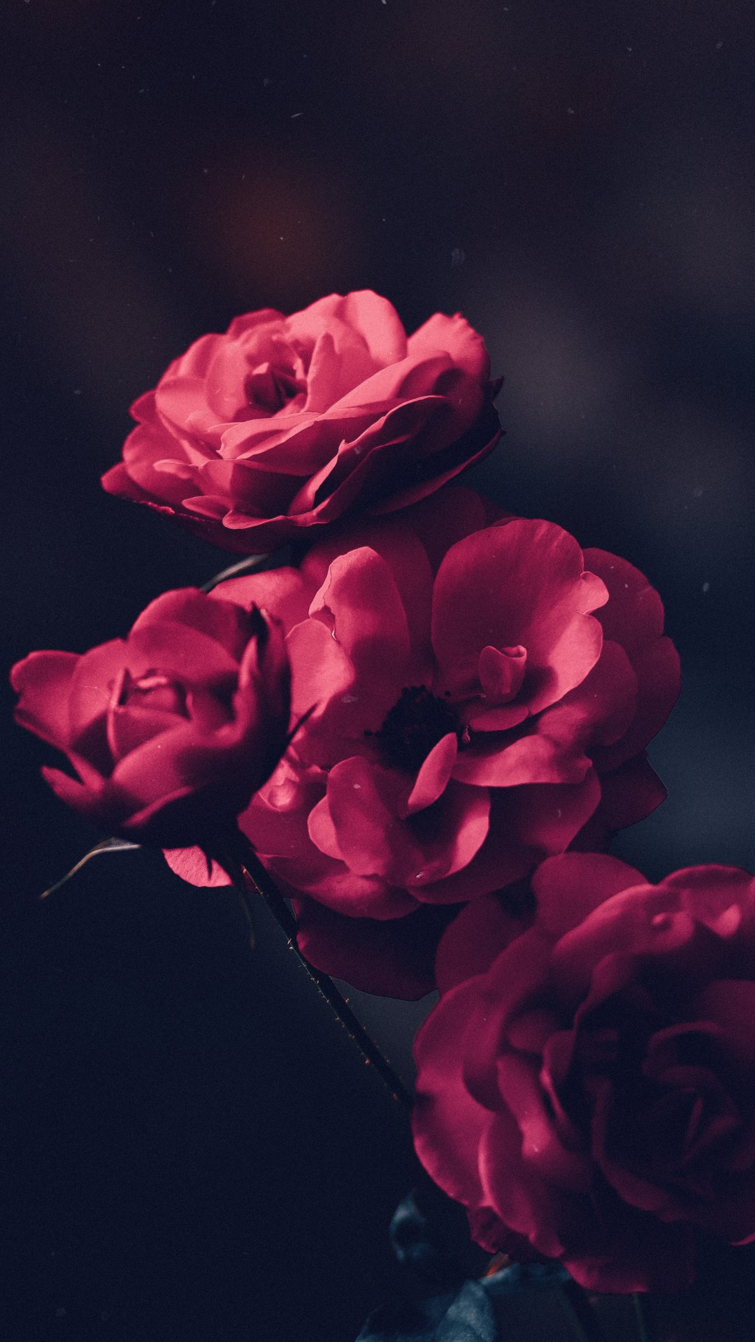 Garden roses dark Wallpapers Download | MobCup