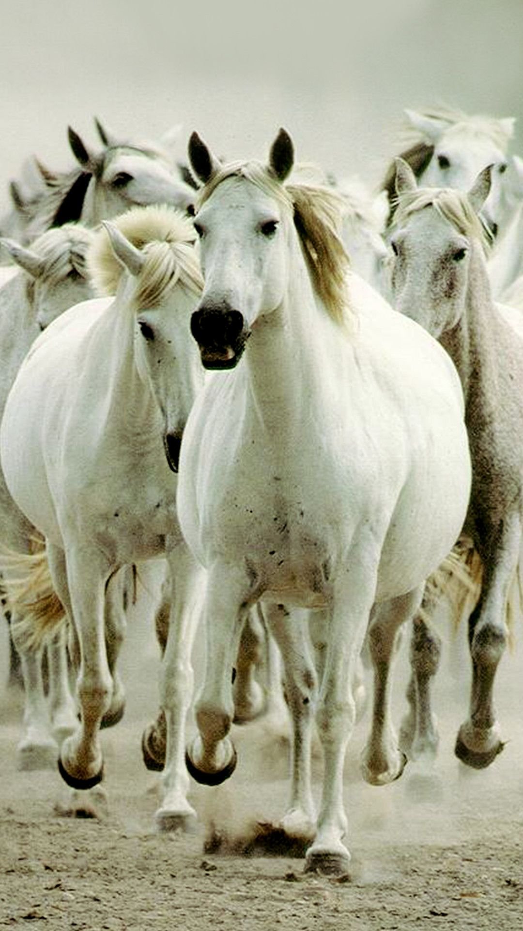 wild horses wallpaper hd