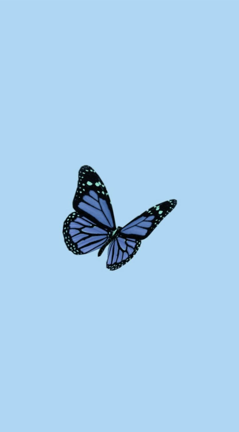 Blue background butterfly aesthetic Wallpapers Download | MobCup