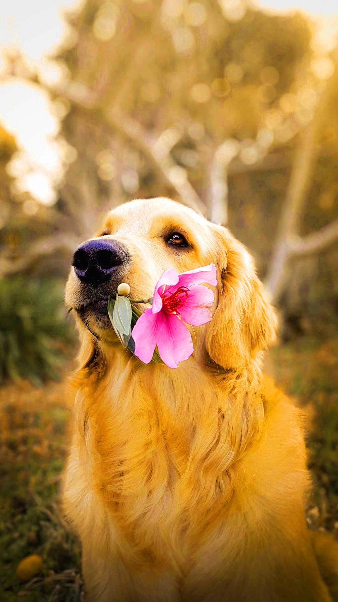 Dog - Flower