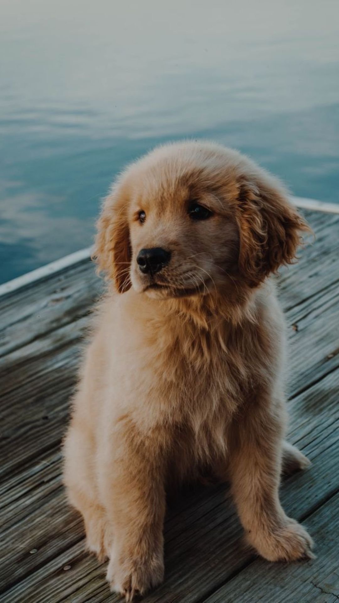 151 High Quality Iphone Wallpapers  Page 5 of 9  Desktop backgrounds   Desktop backgrounds  Dogs Golden retriever Dog lovers