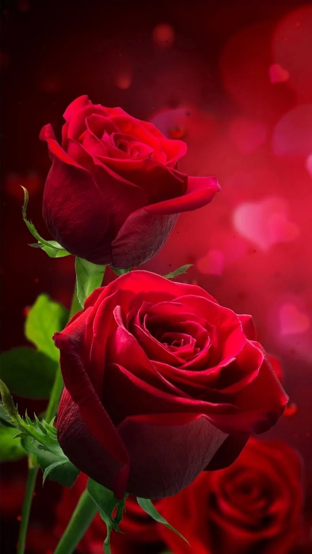Red - Aesthetic Roses Wallpaper Download | MobCup