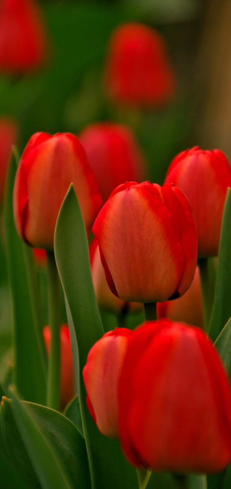 Red Tulip Flower