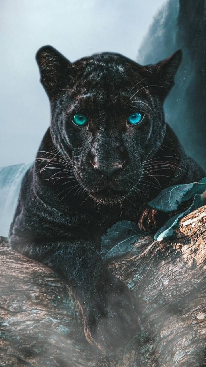 Black panther, angry, animal, mad, HD phone wallpaper | Peakpx